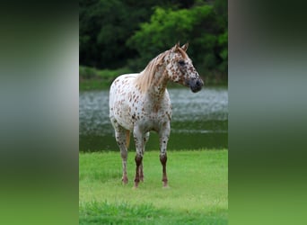Appaloosa, Giumenta, 7 Anni, 147 cm, Sauro ciliegia