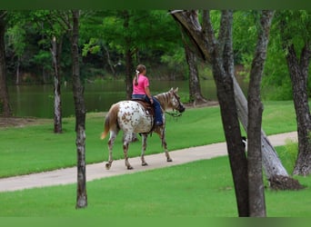 Appaloosa, Giumenta, 7 Anni, 147 cm, Sauro ciliegia
