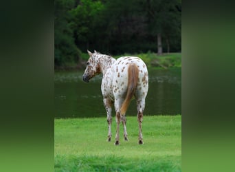 Appaloosa, Giumenta, 7 Anni, 147 cm, Sauro ciliegia