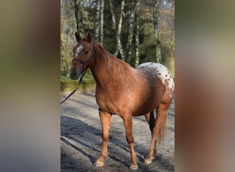 Appaloosa, Giumenta, 7 Anni, 148 cm, Leopard