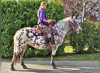 Appaloosa, Giumenta, 7 Anni, 148 cm, Leopard