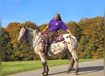 Appaloosa, Giumenta, 7 Anni, 148 cm, Leopard