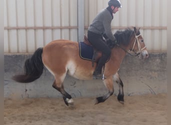 Appaloosa Mix, Giumenta, 7 Anni, 149 cm, Baio chiaro