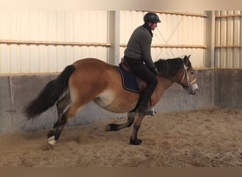 Appaloosa Mix, Giumenta, 7 Anni, 149 cm, Baio chiaro