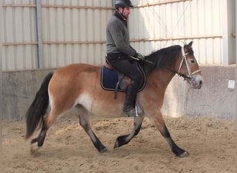 Appaloosa Mix, Giumenta, 7 Anni, 149 cm, Baio chiaro