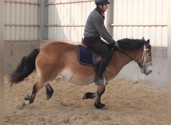 Appaloosa Mix, Giumenta, 7 Anni, 149 cm, Baio chiaro