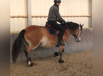 Appaloosa Mix, Giumenta, 7 Anni, 149 cm, Baio chiaro