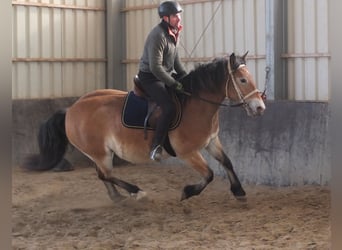 Appaloosa Mix, Giumenta, 7 Anni, 149 cm, Baio chiaro