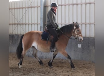 Appaloosa Mix, Giumenta, 7 Anni, 149 cm, Baio chiaro