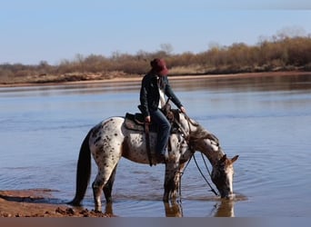 Appaloosa, Giumenta, 7 Anni, 150 cm