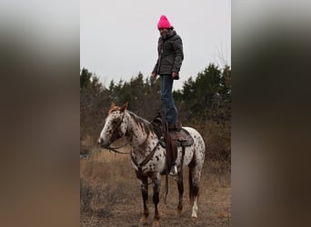 Appaloosa, Giumenta, 7 Anni, 150 cm, Sauro scuro