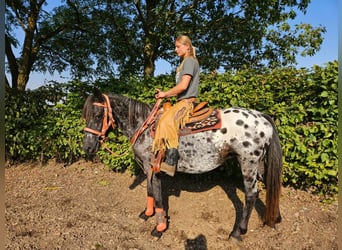 Appaloosa, Giumenta, 7 Anni, 153 cm, Leopard