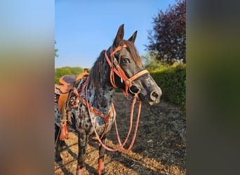 Appaloosa, Giumenta, 7 Anni, 153 cm, Leopard