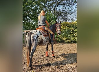 Appaloosa, Giumenta, 7 Anni, 153 cm, Leopard