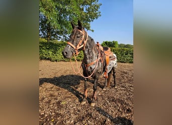 Appaloosa, Giumenta, 7 Anni, 153 cm, Leopard