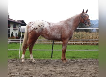 Appaloosa, Giumenta, 7 Anni, 155 cm, Leopard