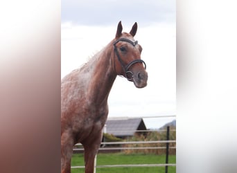 Appaloosa, Giumenta, 7 Anni, 155 cm, Leopard