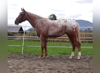 Appaloosa, Giumenta, 7 Anni, 155 cm, Leopard