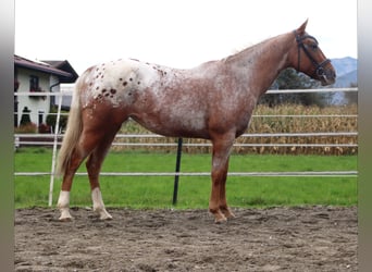 Appaloosa, Giumenta, 7 Anni, 155 cm, Leopard