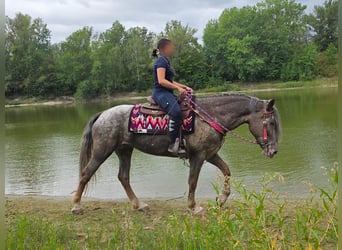 Appaloosa Mix, Giumenta, 7 Anni, 155 cm, Leopard