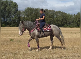 Appaloosa Mix, Giumenta, 7 Anni, 155 cm, Leopard