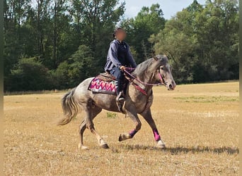 Appaloosa Mix, Giumenta, 7 Anni, 155 cm, Leopard