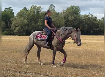 Appaloosa Mix, Giumenta, 7 Anni, 155 cm, Leopard