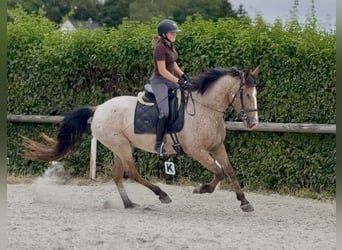 Appaloosa Mix, Giumenta, 7 Anni, 160 cm, Roano rosso