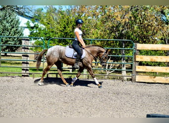 Appaloosa, Giumenta, 8 Anni, 137 cm, Sauro scuro
