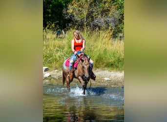 Appaloosa, Giumenta, 8 Anni, 137 cm, Sauro scuro