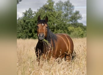 Appaloosa, Giumenta, 8 Anni, 141 cm, Baio