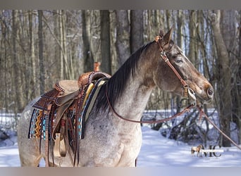 Appaloosa, Giumenta, 8 Anni, 147 cm, Baio roano
