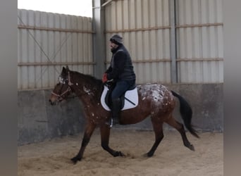 Appaloosa, Giumenta, 8 Anni, 152 cm, Leopard