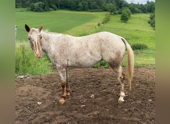 Appaloosa, Giumenta, 8 Anni, 153 cm, Sauro