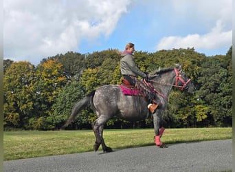 Appaloosa Mix, Giumenta, 8 Anni, 154 cm, Leopard