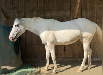Appaloosa Mix, Giumenta, 8 Anni, 155 cm, Grigio