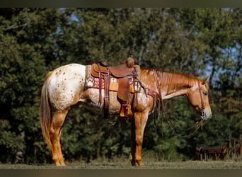 Appaloosa, Giumenta, 8 Anni, 155 cm, Sauro scuro