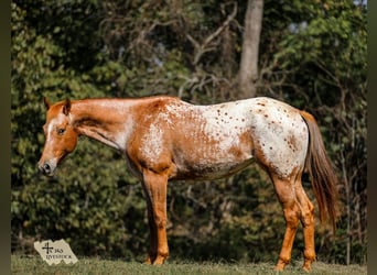 Appaloosa, Giumenta, 8 Anni, 155 cm, Sauro scuro