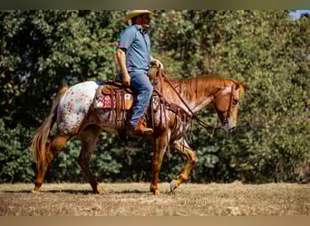 Appaloosa, Giumenta, 8 Anni, 155 cm, Sauro scuro