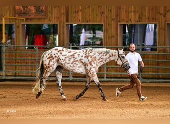 Appaloosa, Giumenta, 8 Anni, Pelle di daino