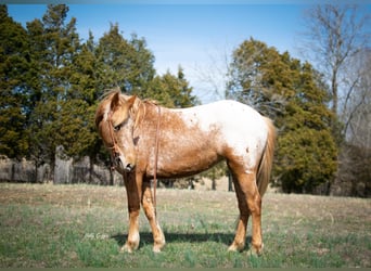 Appaloosa, Giumenta, 9 Anni, 142 cm, Baio