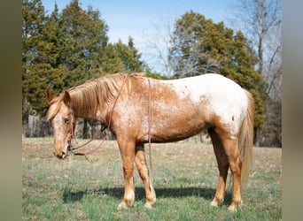 Appaloosa, Giumenta, 9 Anni, 142 cm, Baio