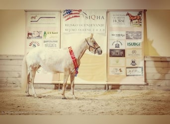 Appaloosa, Giumenta, 9 Anni, 147 cm