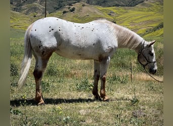 Appaloosa, Giumenta, 9 Anni, Roano rosso
