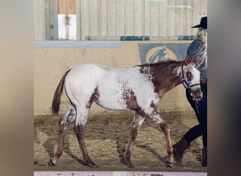 Appaloosa, Giumenta, Puledri (04/2025), 153 cm