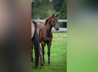 Appaloosa, Giumenta, Puledri (05/2024), 154 cm, Sauro scuro