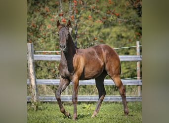 Appaloosa, Giumenta, Puledri (05/2024), 154 cm, Sauro scuro