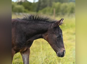 Appaloosa, Giumenta, Puledri (04/2024), 155 cm, Baio