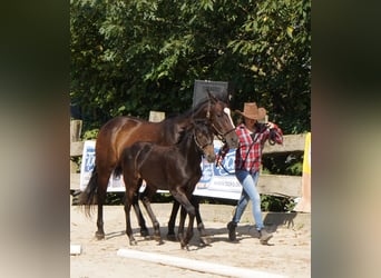 Appaloosa, Giumenta, Puledri (04/2024), 155 cm, Baio