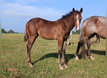 Appaloosa, Giumenta, Puledri (04/2024), 155 cm, Baio roano